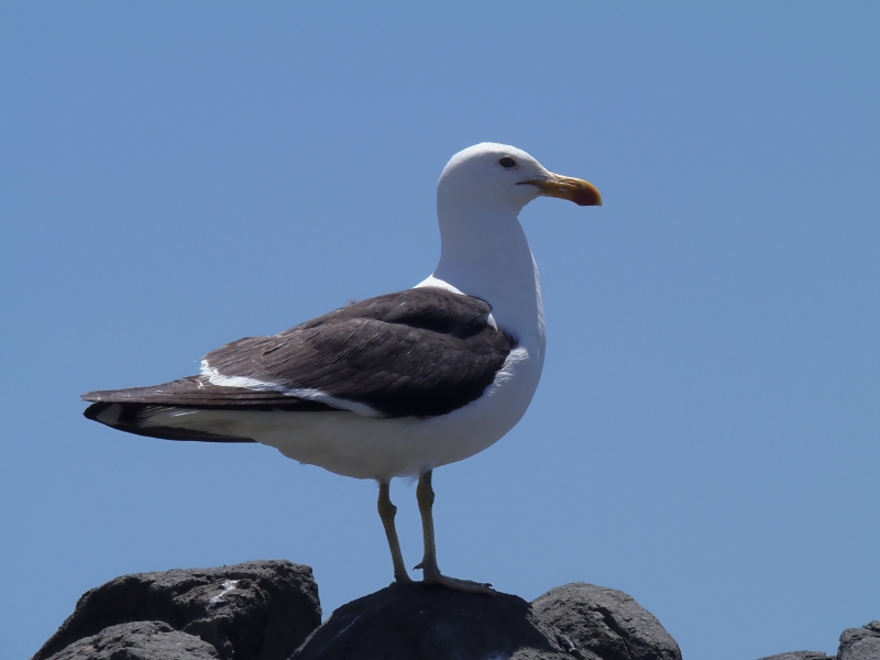 Gaviota posando