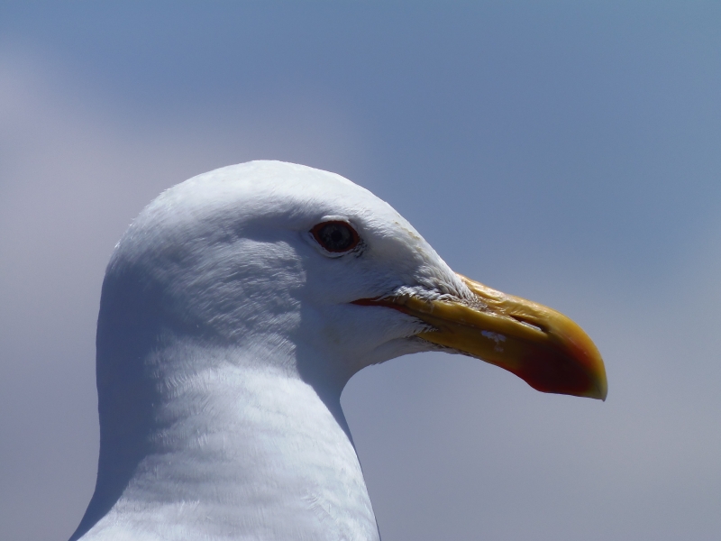 Retrato de una gaviota