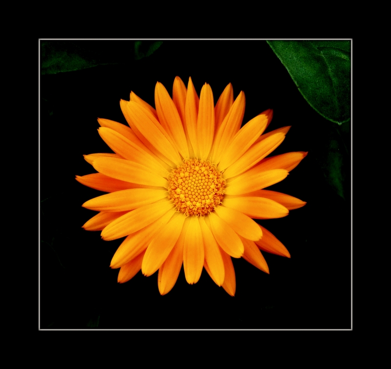 flor naranja