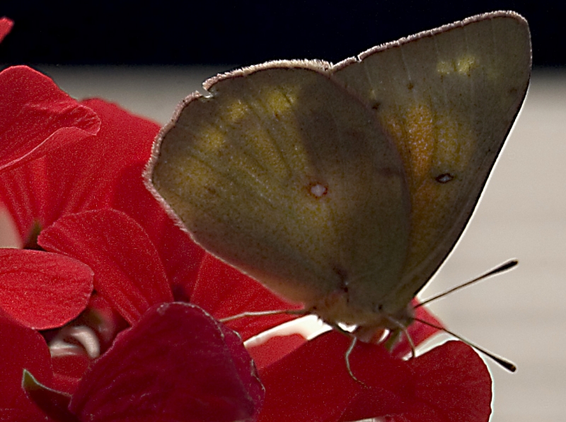 mariposa