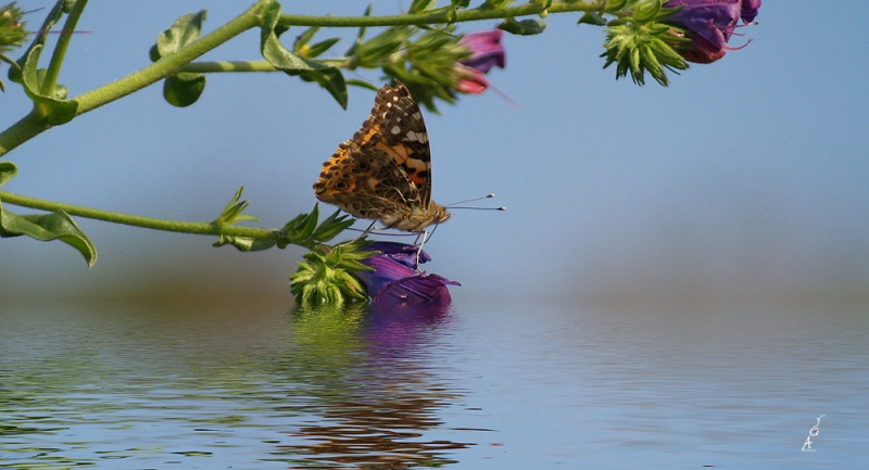 Mariposa en apuros