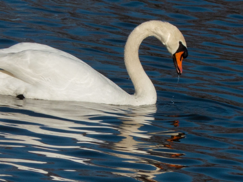 CISNE