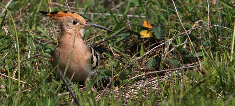 Gallito Marzo (Abubilla )