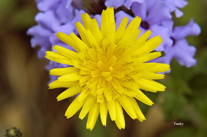 La exaltacin de amarillo