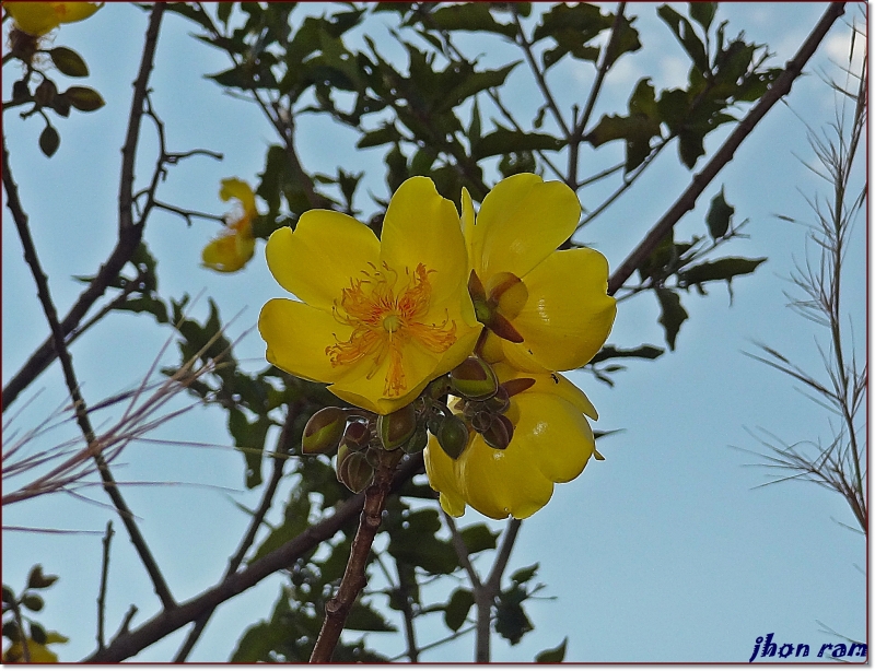 flor de rbol...!!