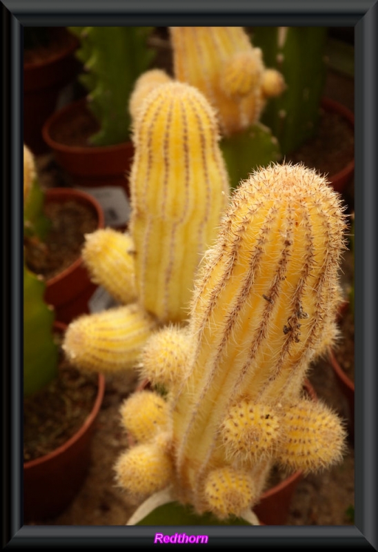Cactus en amarillo