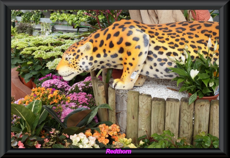 Leopardo aficionado a las plantas
