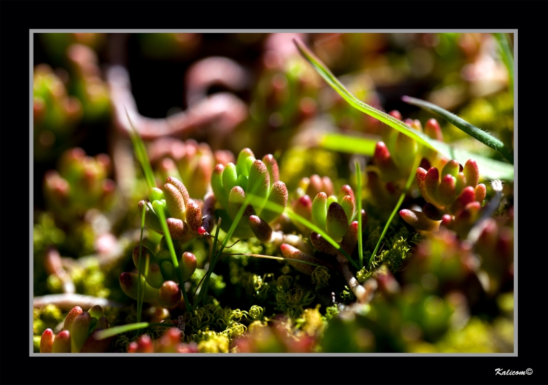 EL JARDN EN LA GRIETA