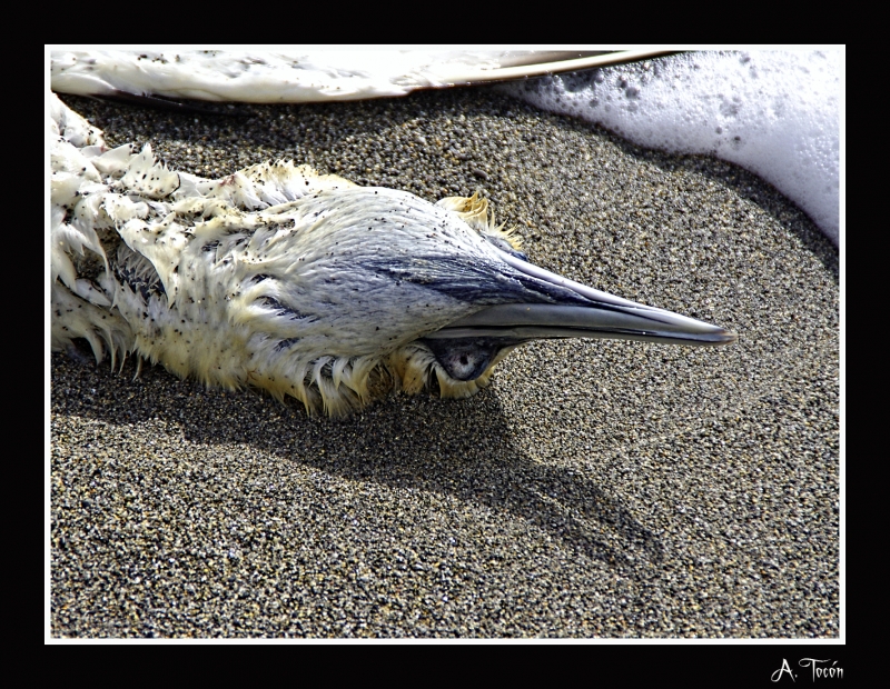 Muerte en el mar1