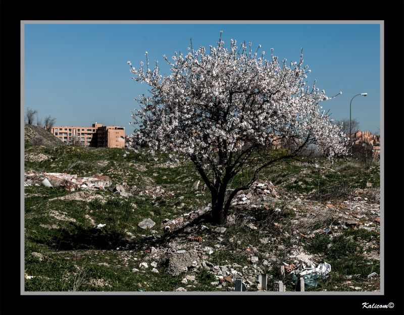 PRIMAVERA EN EL VERTEDERO