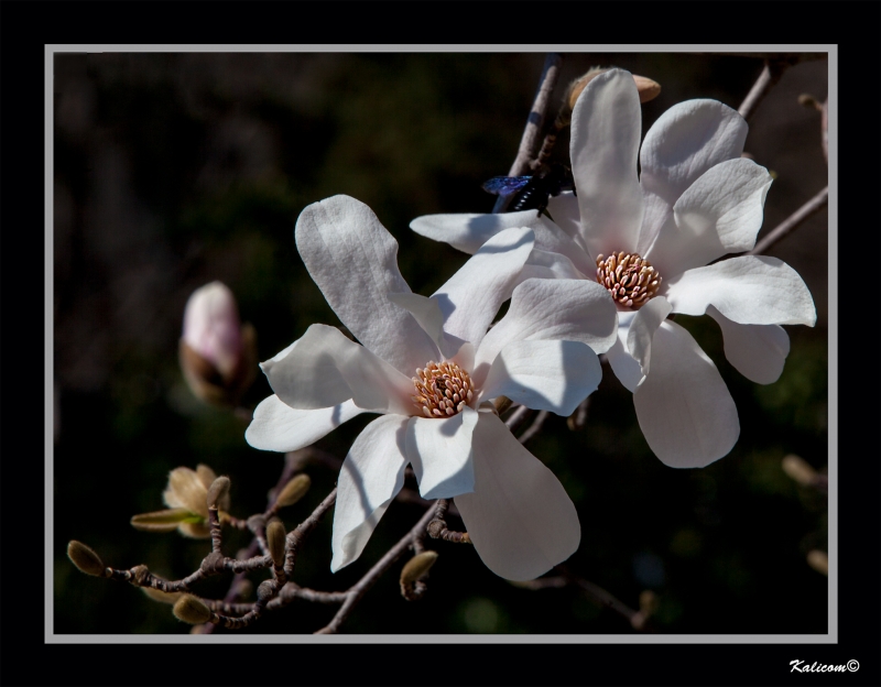 MAGNOLIA ES NOMBRE DE MUJER