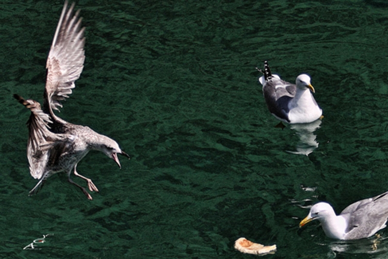 Gaviota en ataque.