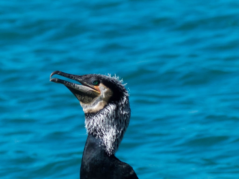 cuervo marino