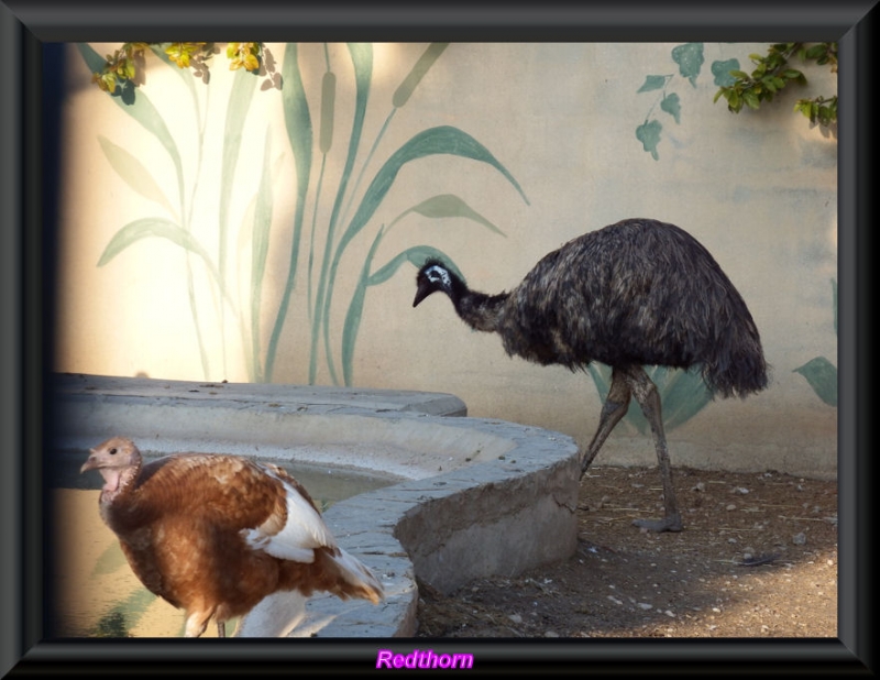 Emu macho y hembra