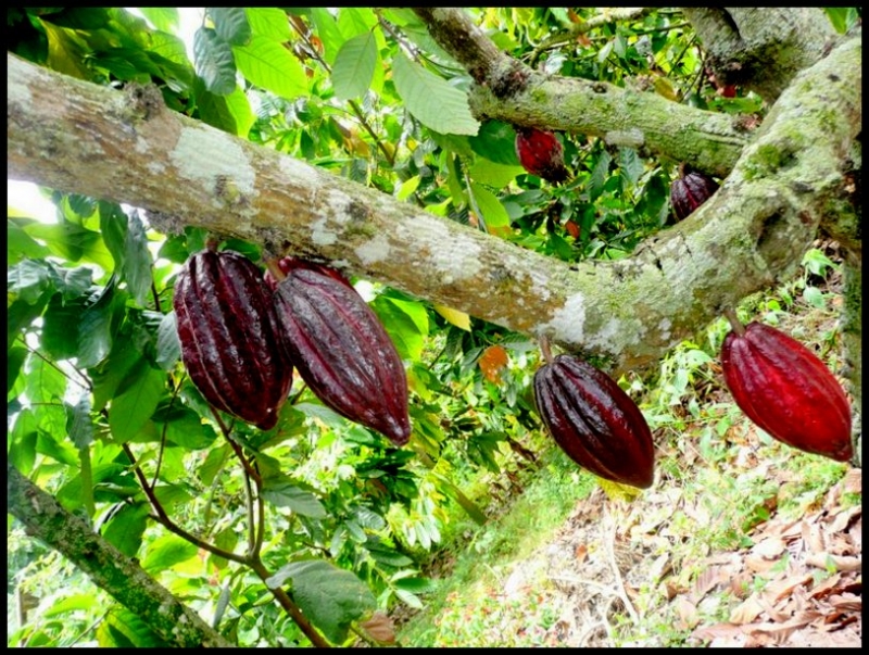 CACAO