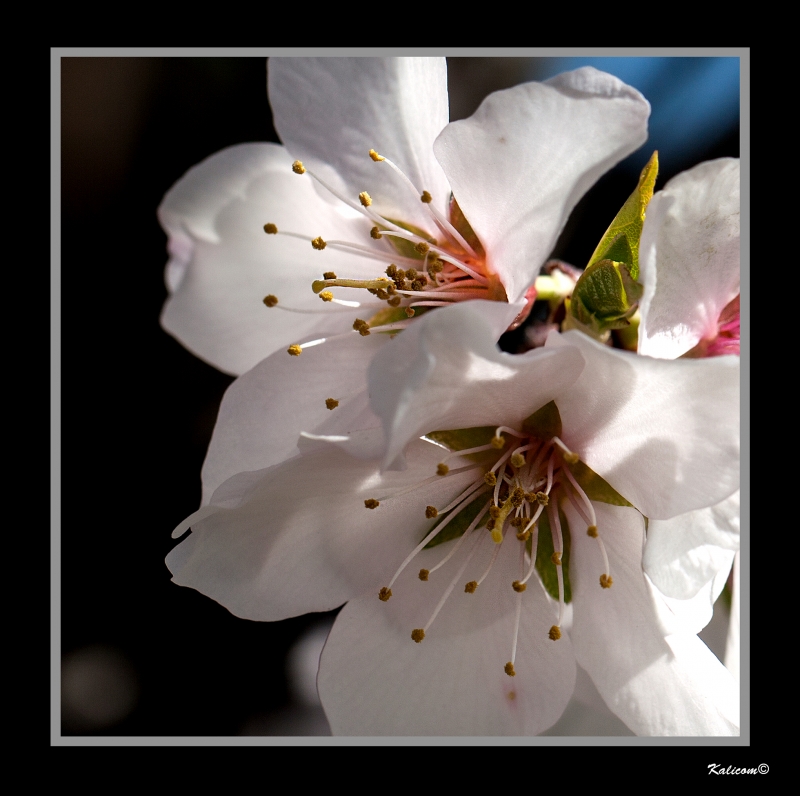 ALMENDRADAS