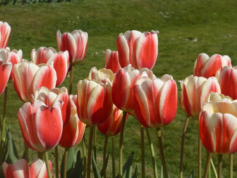 Tulipanes 
