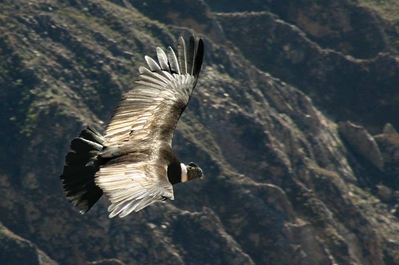 EL CONDOR REY DE LAS CUMBRES  DE LA SIERRA DE HUARAL