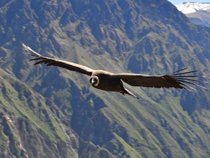 EL CONDOR REY DE LAS CUMBRES  DE LA SIERRA DE HUARAL