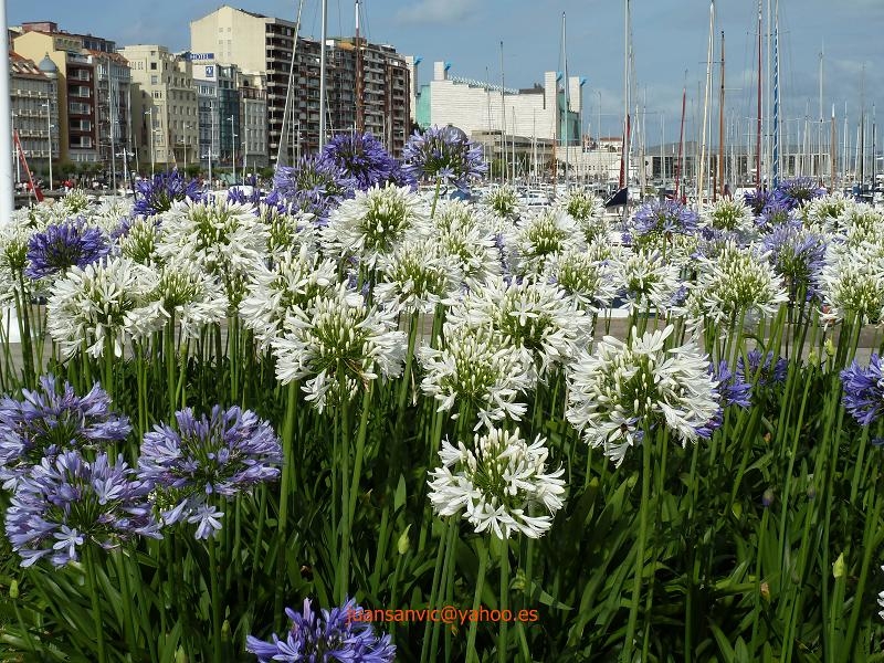 Primavera en Puerto Chico