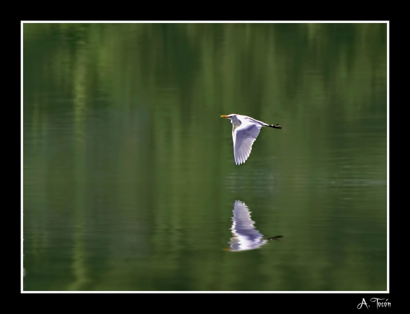 Reflejo del espurgabuey