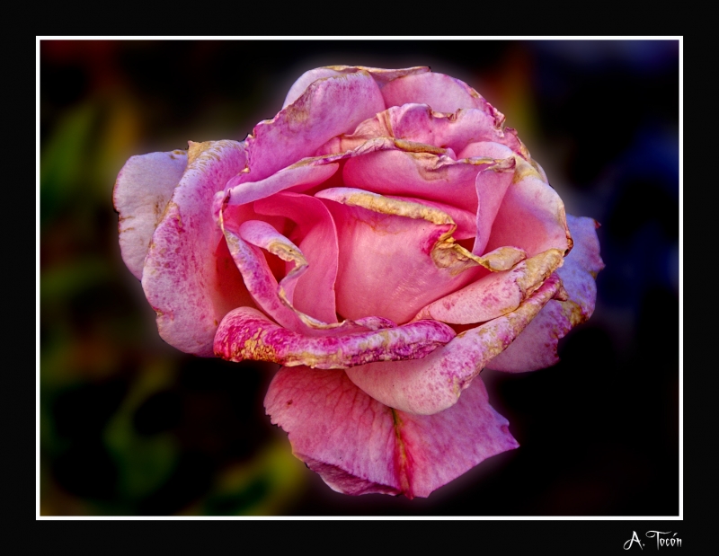 Petalos quemados