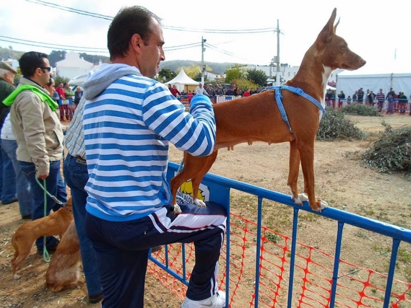 Aficionado a los perros