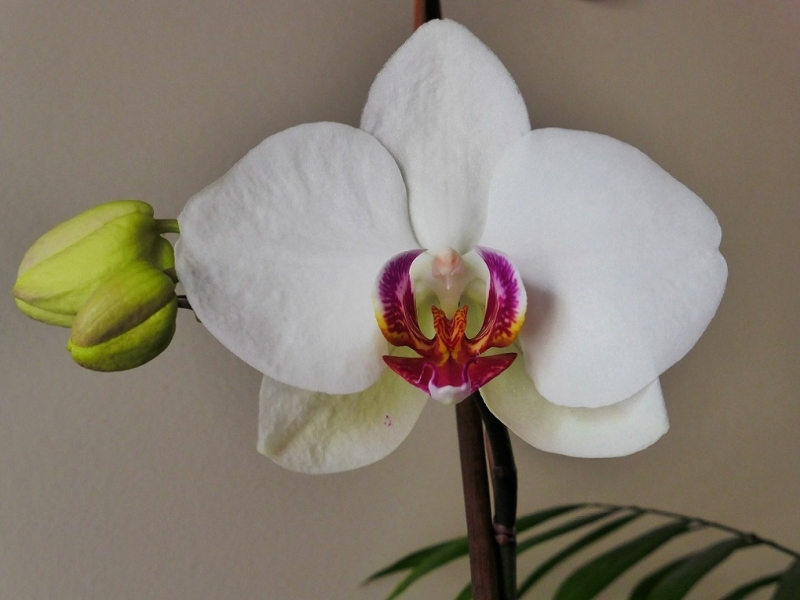 Orqudea