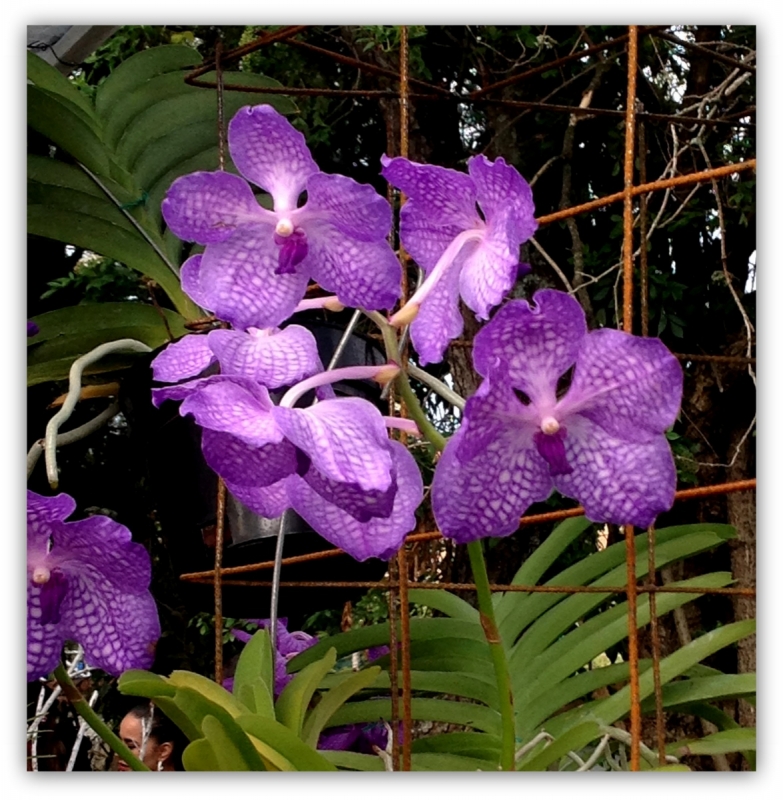 ORQUIDEA 2