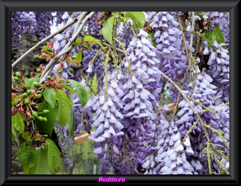 Flores violetas y cerezas madurando