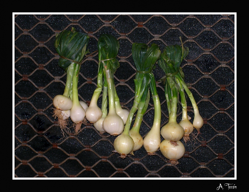 Cebolletas