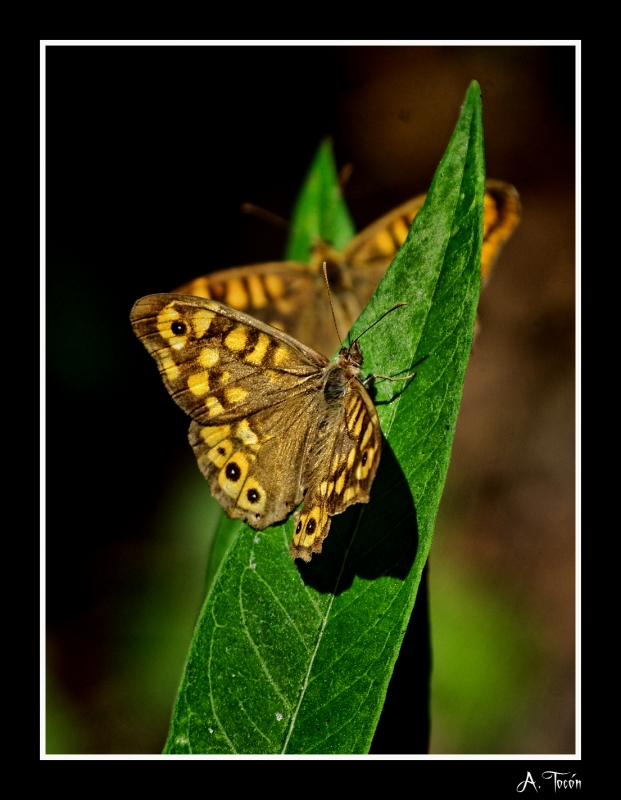 Mariposas