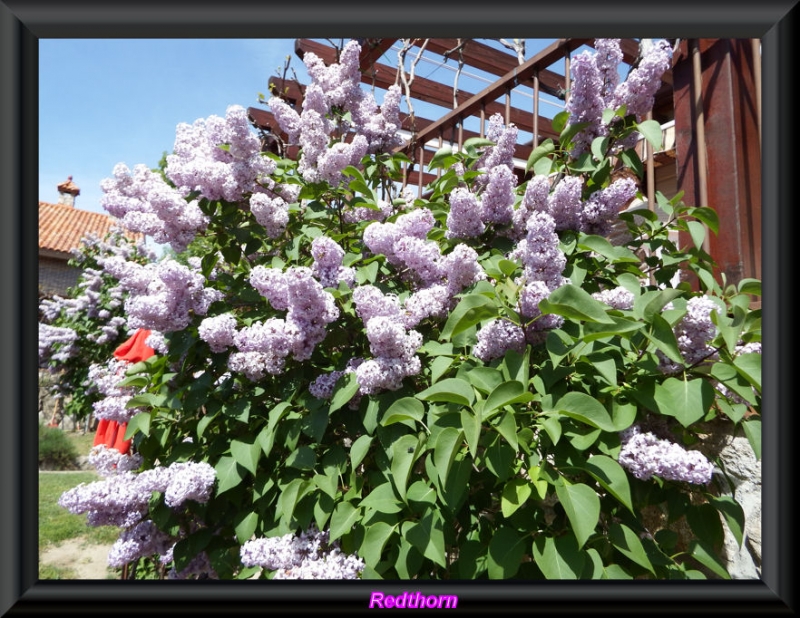 Esplendorosa floracin de los Lilos