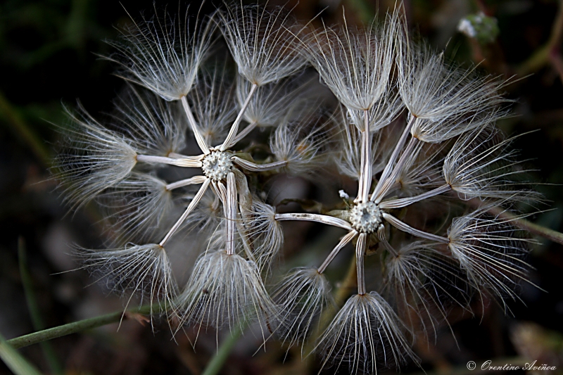 Alopecia floral