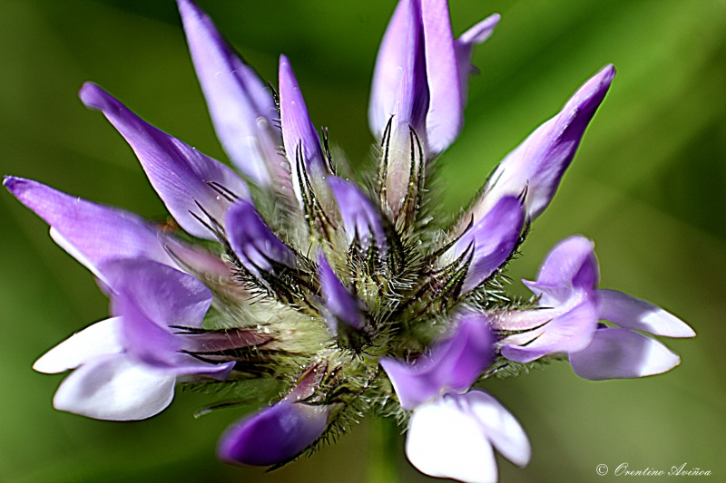 Small blossom