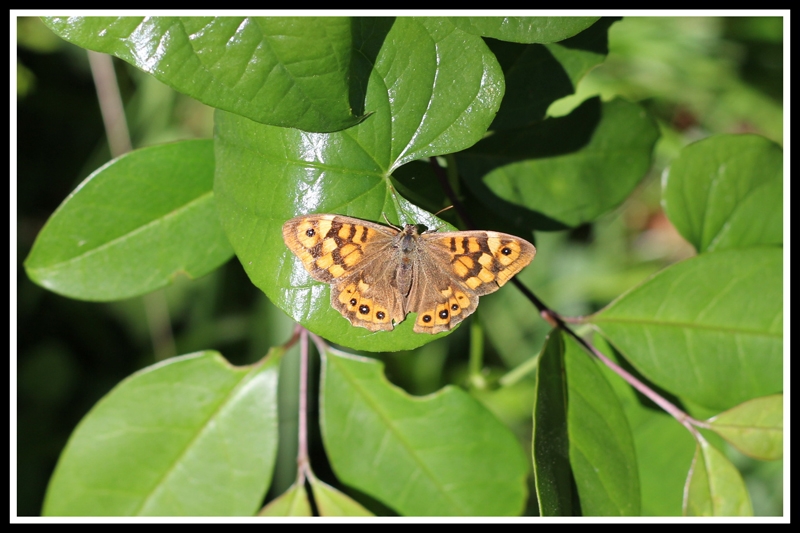 TXIMELETA (mariposa)