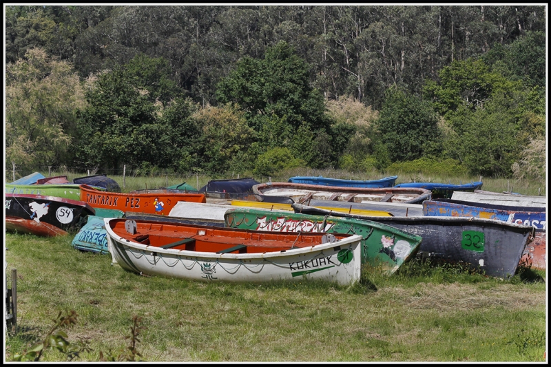 botes para el dia de gansos