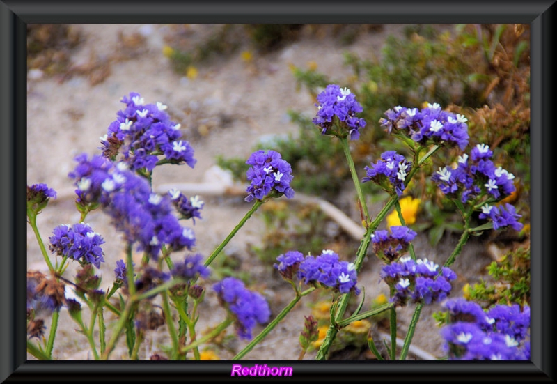 Blanco y violeta