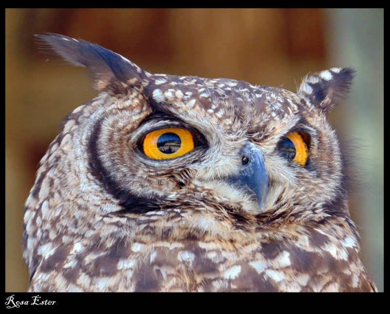 Mirada de bho