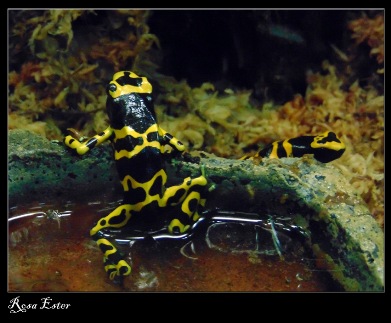 rana venenosa