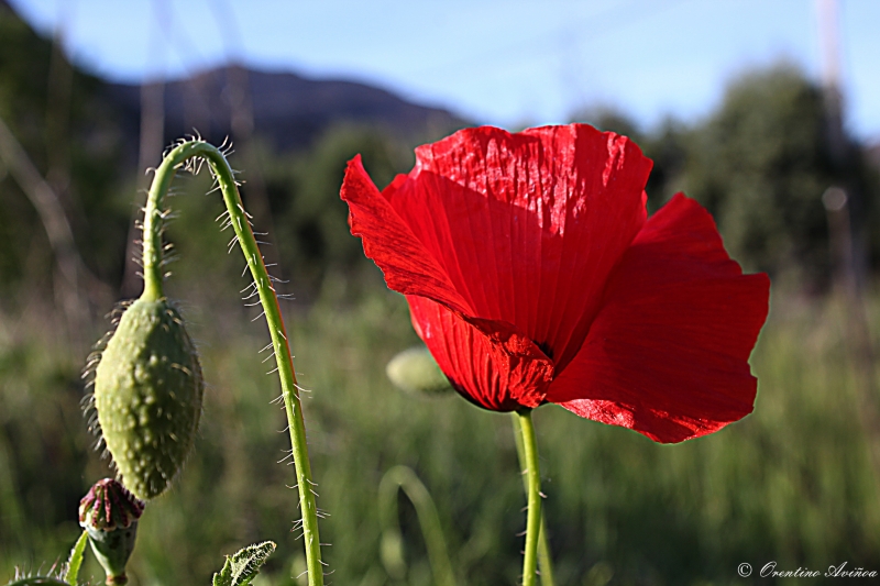 Simple amapola