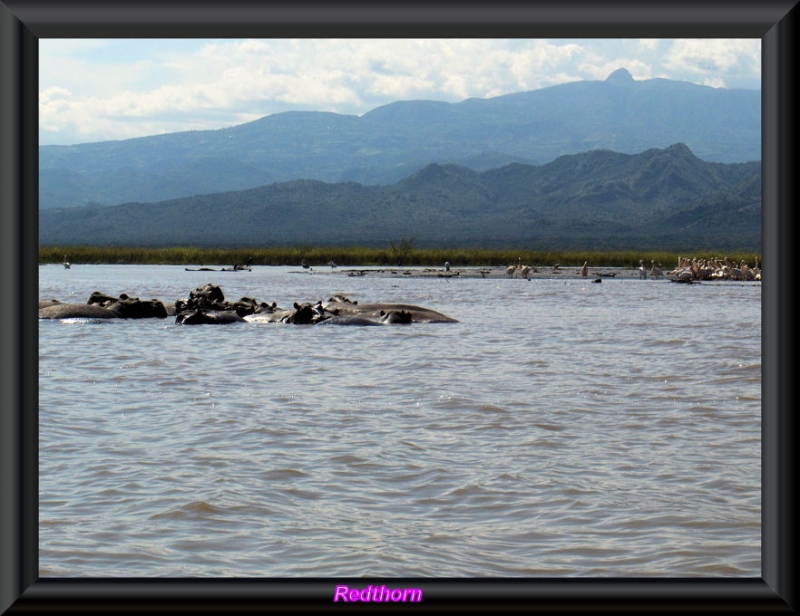 Hipoptamos en el lago Chamo