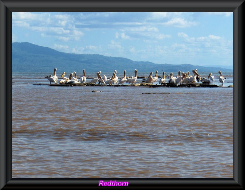 Una bandada de pelcanos dedicados a la pesca