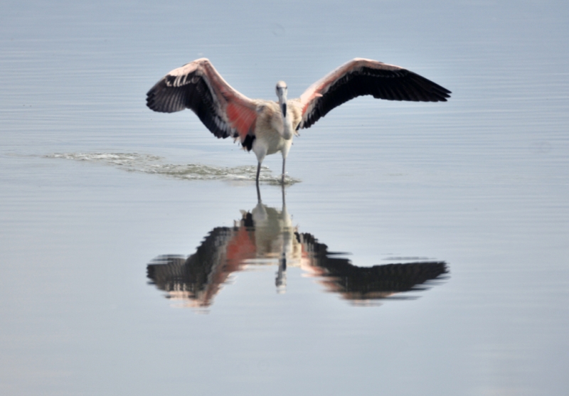 Flamencos