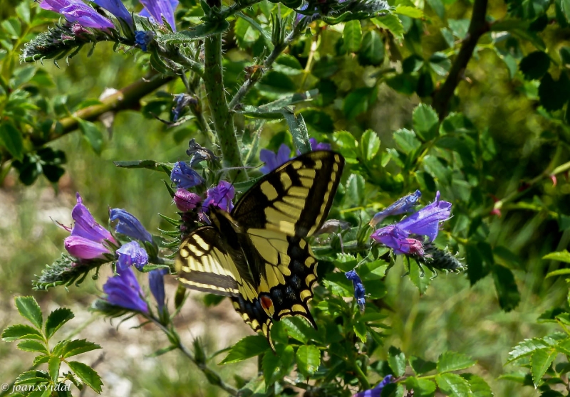 MARIPOSA