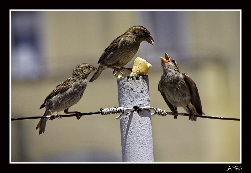 Dando comida a sus crias