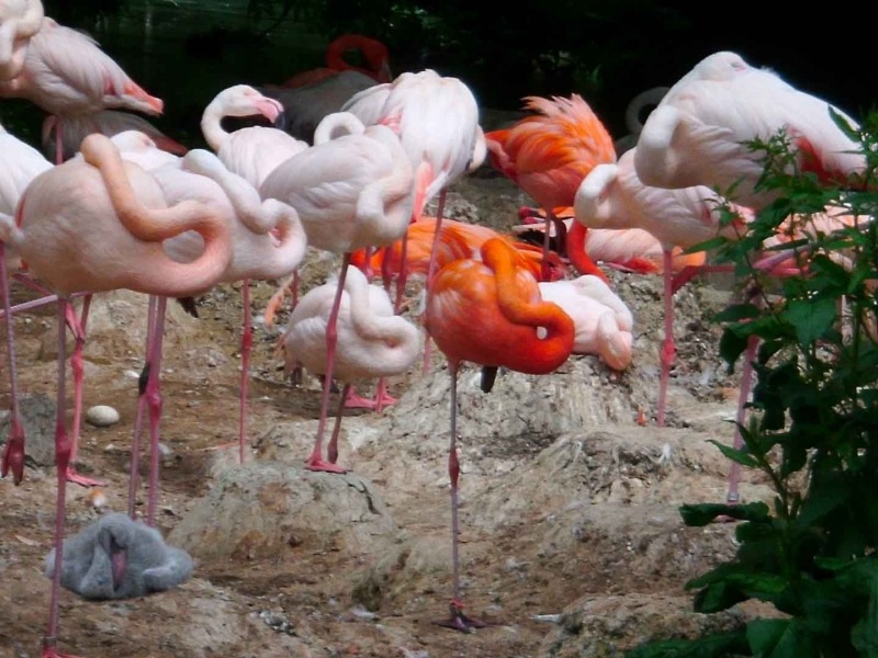 Reunin de Flamencos