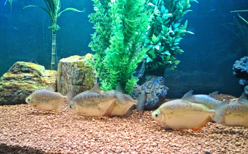 Una familia de peces
