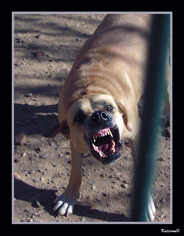 CUIDADO CON EL PERRO!