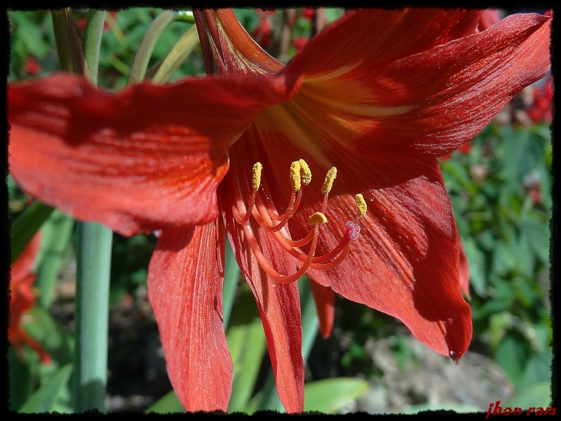 La Flor...!!